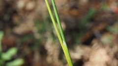 Juncus rugulosus