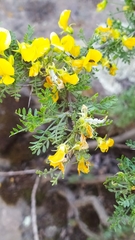Adesmia confusa