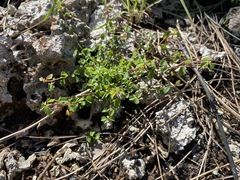 Ayenia euphrasiifolia