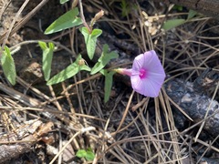 Ipomoea tenuissima