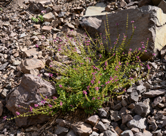 Stachys philippiana