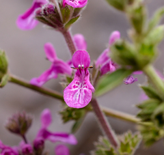 Stachys philippiana