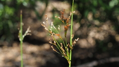 Juncus balticus ater