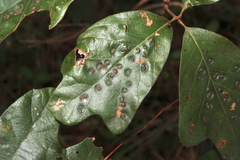 Callirhytis bipapillata