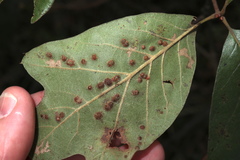 Callirhytis bipapillata