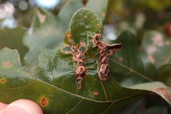 Neuroterus quercusirregularis