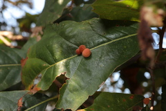 Atrusca carolina