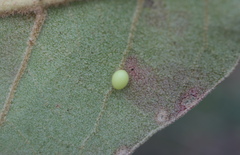 Zopheroteras hubbardi