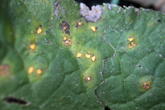 Phragmidium tuberculatum