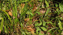 Juncus balticus ater