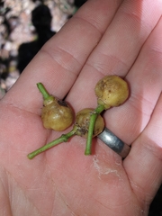 Acronychia imperforata