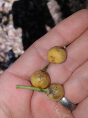 Acronychia imperforata