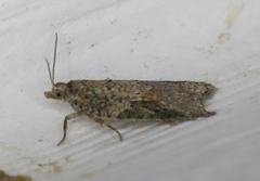 Acleris placidana