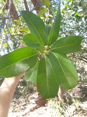 Acronychia imperforata