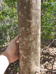 Acronychia imperforata