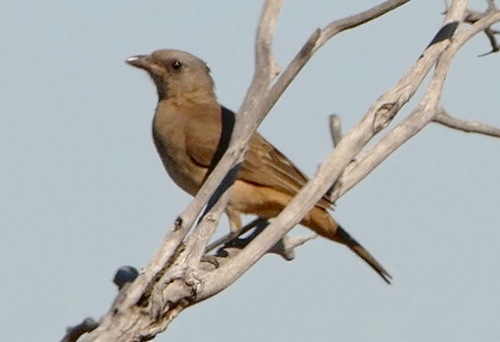 Crested Bellbird