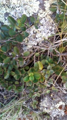 Veronica lavaudiana