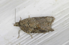 Acleris placidana
