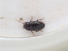 Archeocrypticus topali