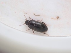 Archeocrypticus topali