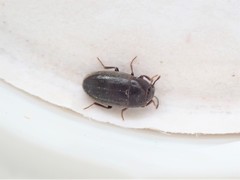 Archeocrypticus topali