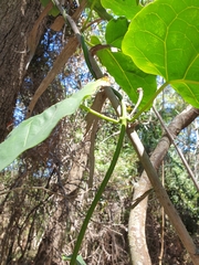 Leichhardtia liisae