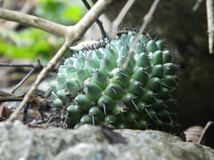 Mammillaria orcuttii
