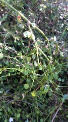 Scandia geniculata