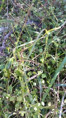 Scandia geniculata