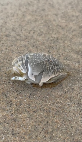 Atlantic Sand Crab, Block Island, RI, US, photo 8 of 10