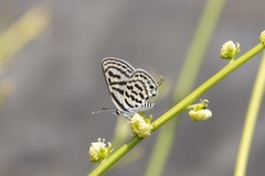 Tarucus theophrastus