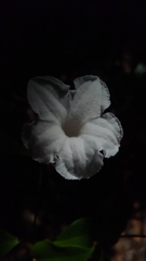 Mascarenhasia