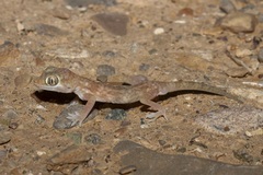 Stenodactylus leptocosymbotes