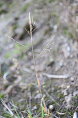 Panicum philadelphicum philadelphicum