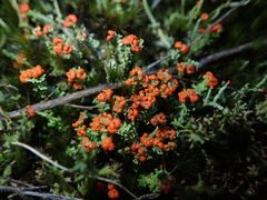 Cladonia murrayi