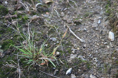 Panicum philadelphicum philadelphicum
