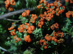 Cladonia murrayi