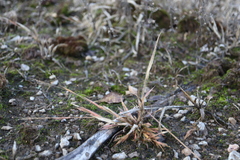 Panicum philadelphicum philadelphicum