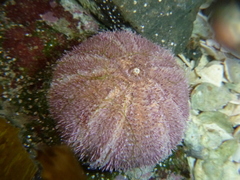 Amblypneustes elevatus