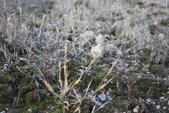 Panicum philadelphicum philadelphicum