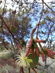 Eucalyptus platypus congregata