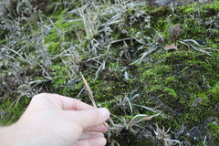 Panicum philadelphicum philadelphicum