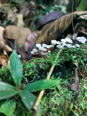 Marasmius multiceps