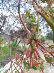 Eucalyptus platypus congregata