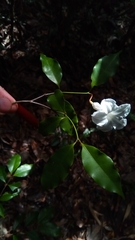Mascarenhasia