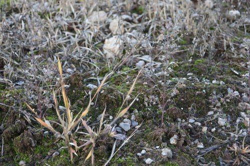 Image of Panicum philadelphicum by (c) Henry "Nick" Robertson, some rights reserved (CC BY-SA)