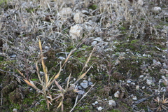 Panicum philadelphicum philadelphicum