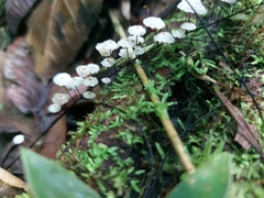 Marasmius multiceps