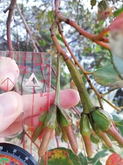 Eucalyptus platypus congregata