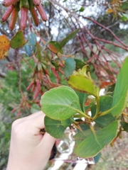 Eucalyptus platypus congregata